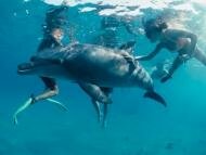 Альтернативные методы лечения: Чем полезно плаванье с дельфинами?